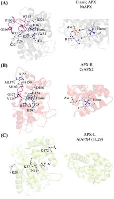 The ascorbate peroxidase–related protein: insights into its functioning in Chlamydomonas and Arabidopsis